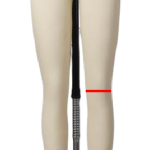 knee measurements for a dress form
